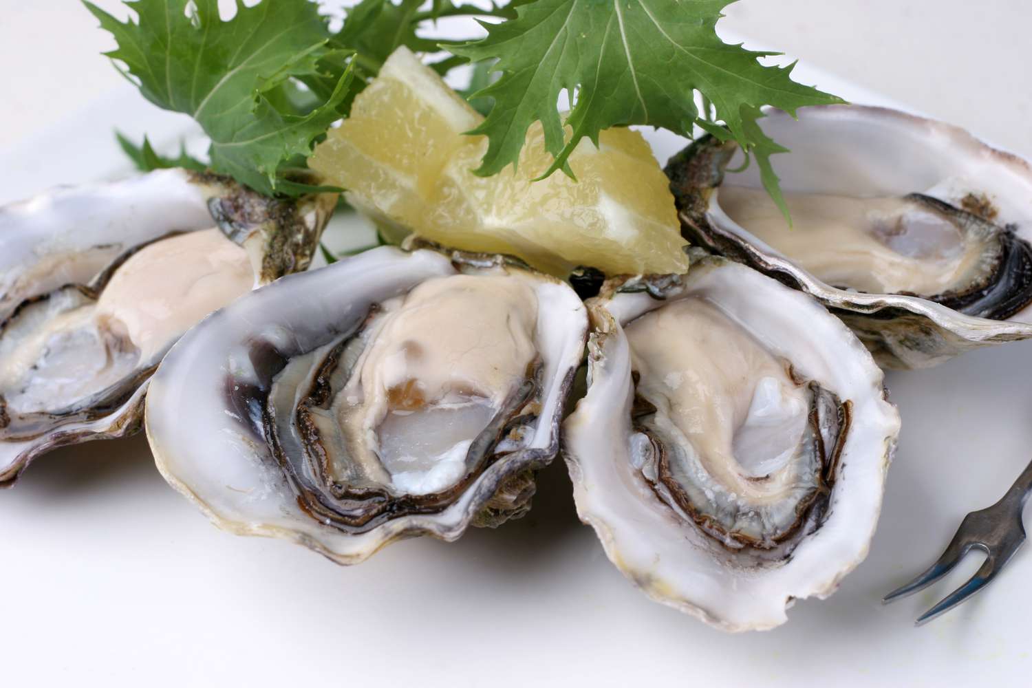 Oysters